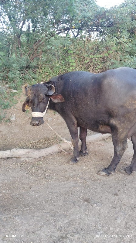 પેલવેતરી દસ દિવ...