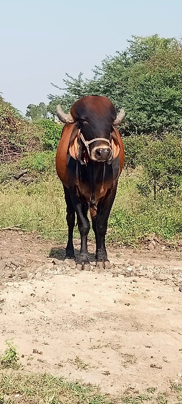 ખૂટ વેચવાનોછે