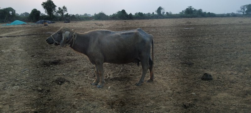 ભેંસ વેચવાની છે