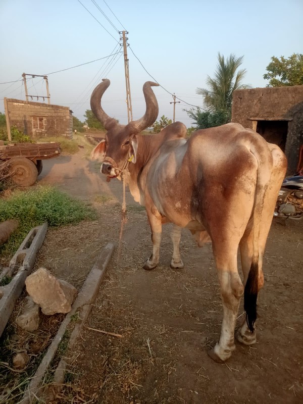 કિચન લુવા