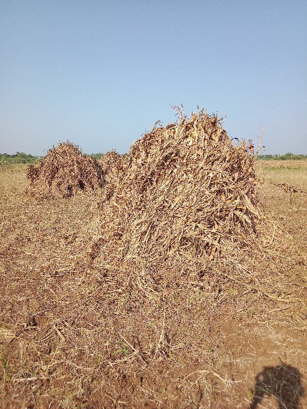 ગુડરી સુકિ 6 વિ...