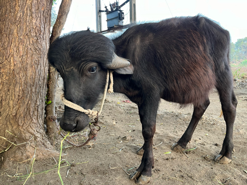 પાડો વેચવાનો છે