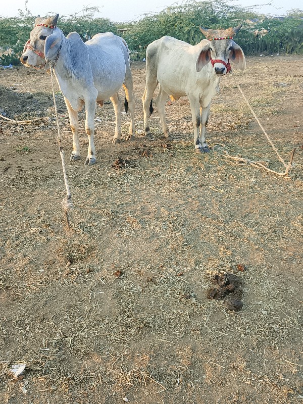 devbhumi Dwarka...