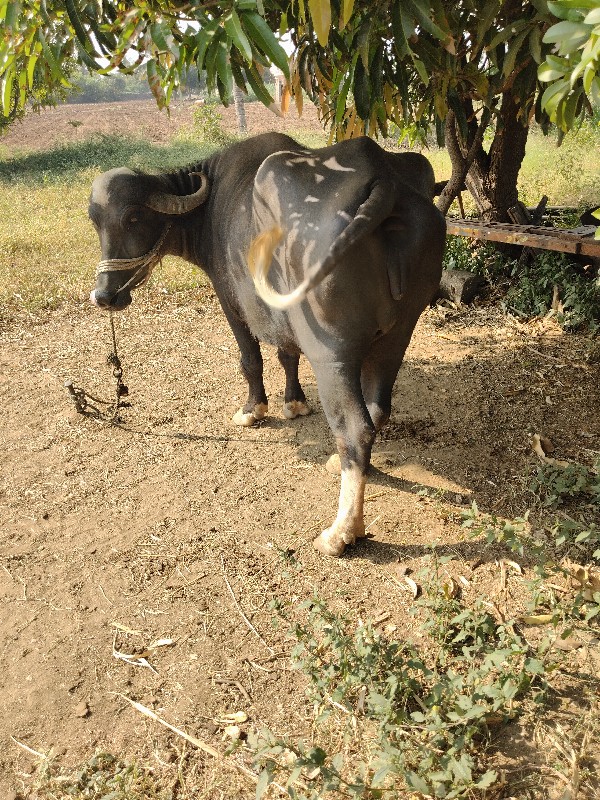 ભેંશ વેશવાનીછે