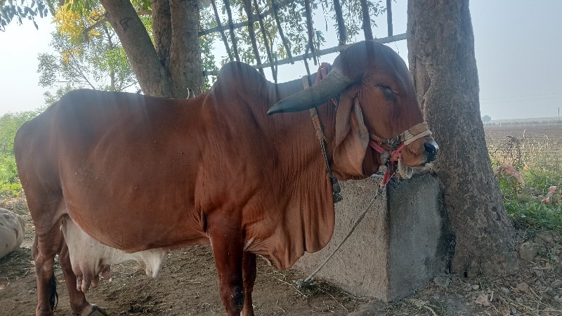 ગાય વહેંચવાની છ...