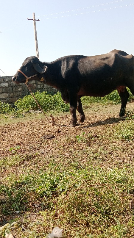 પેલું વેતર ખાળે...