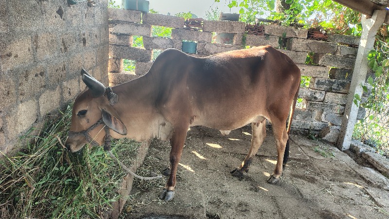 ગાય વેચવાની છે