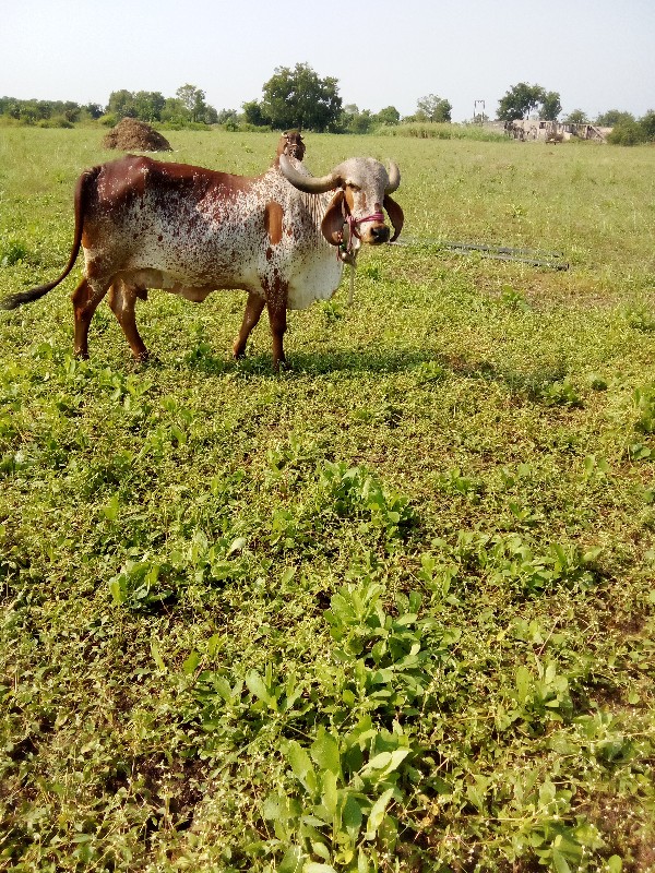 ગાય વેચવાનીછે