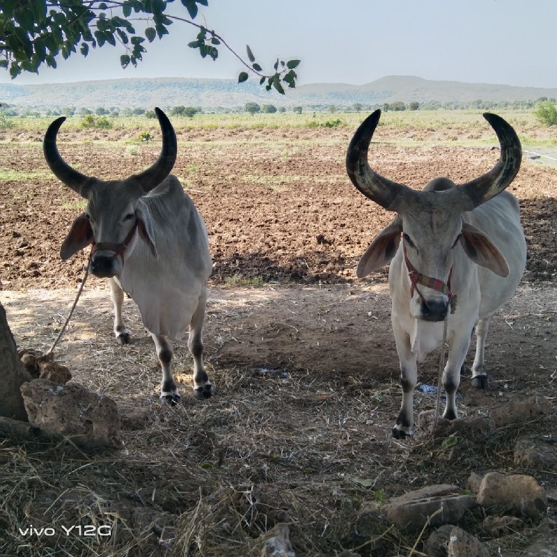 ગોઢલા વેચવાના છ...