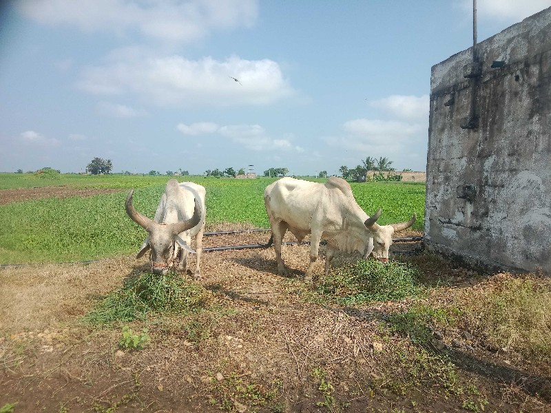 બીજીધરનાબરધવેસવ...