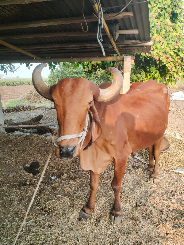 બરધ વેચવાનો છે...