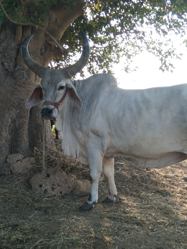 ગોઢલો વેચવાનો છ...