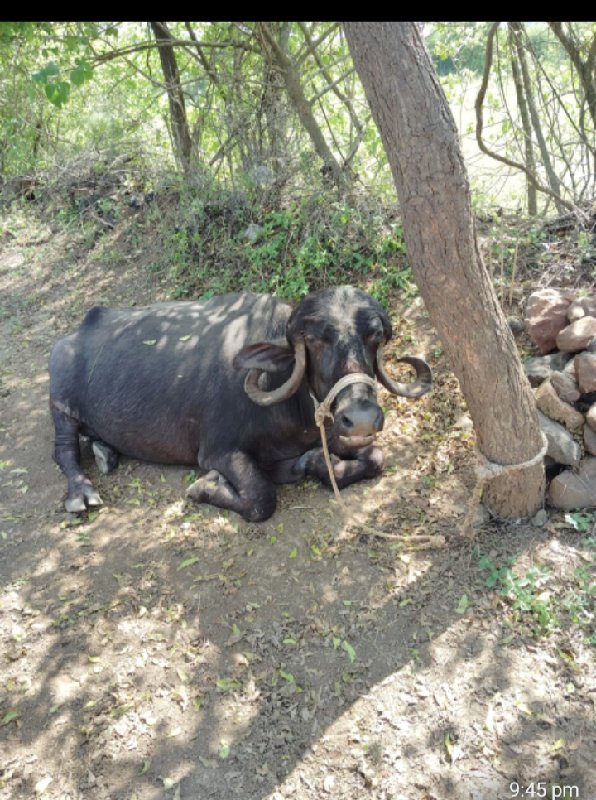 ભેંસ વેચવાની છે...