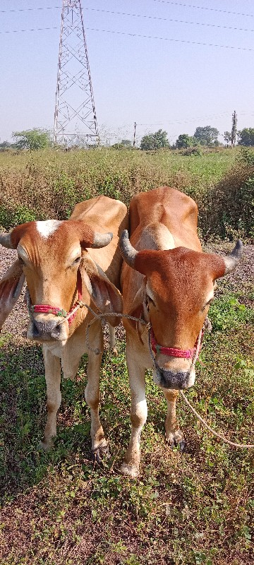 ગોધલાવેચવાનાછે