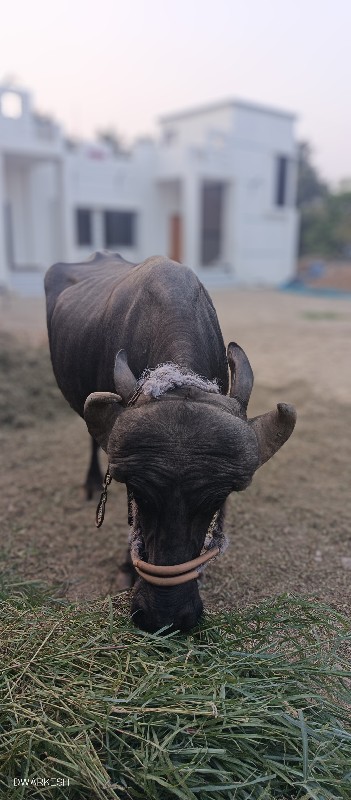 ભેશ વેચવાની છે