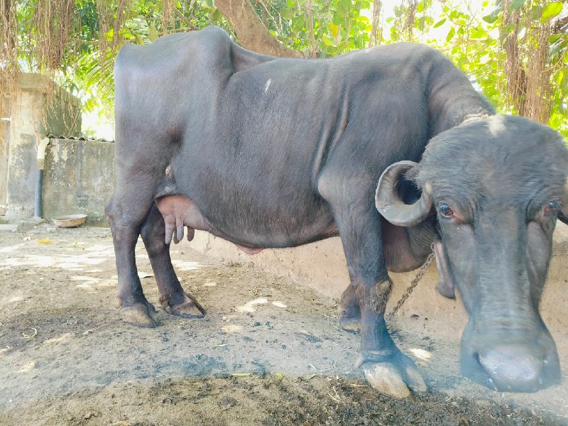 ભેંસ વેચવાની છે