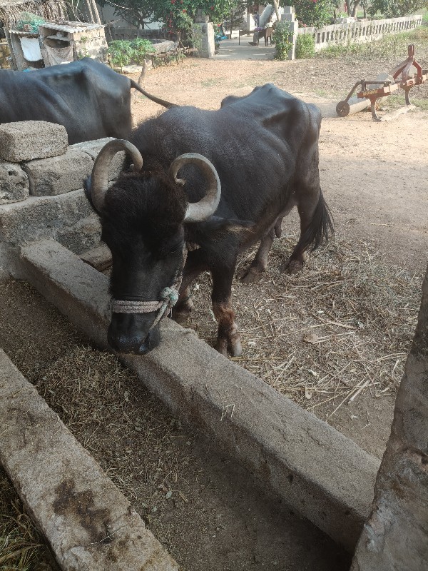 ૪ વેતર વિયાનિ