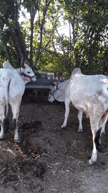 સાવ સોજા