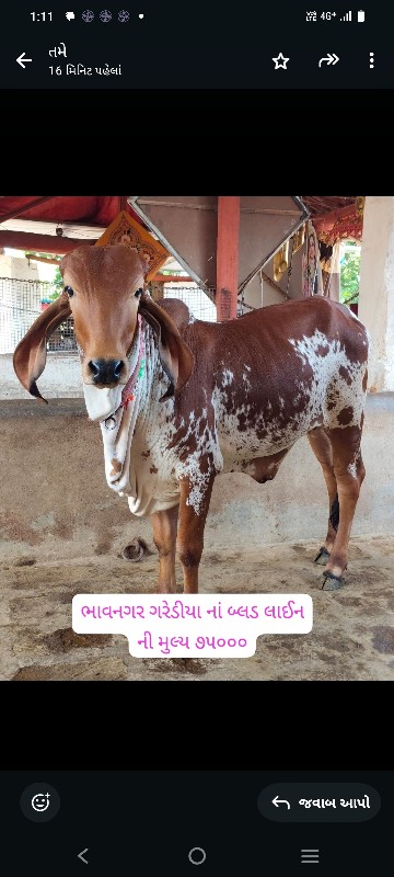 સારી બ્લડ લાઈનન...