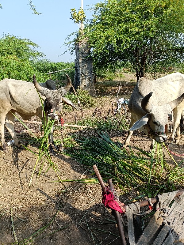 વાછરડા વહેંચવાન...