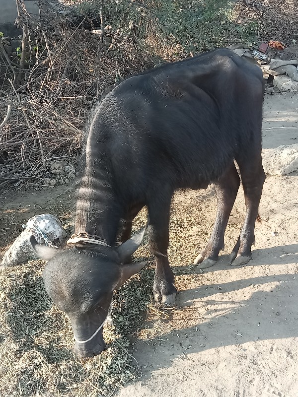 પાડો વેચવાનો છે