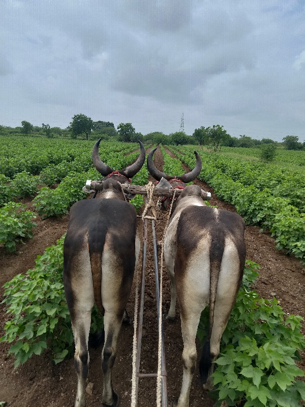 ગોઢલા વેચવાના છ...