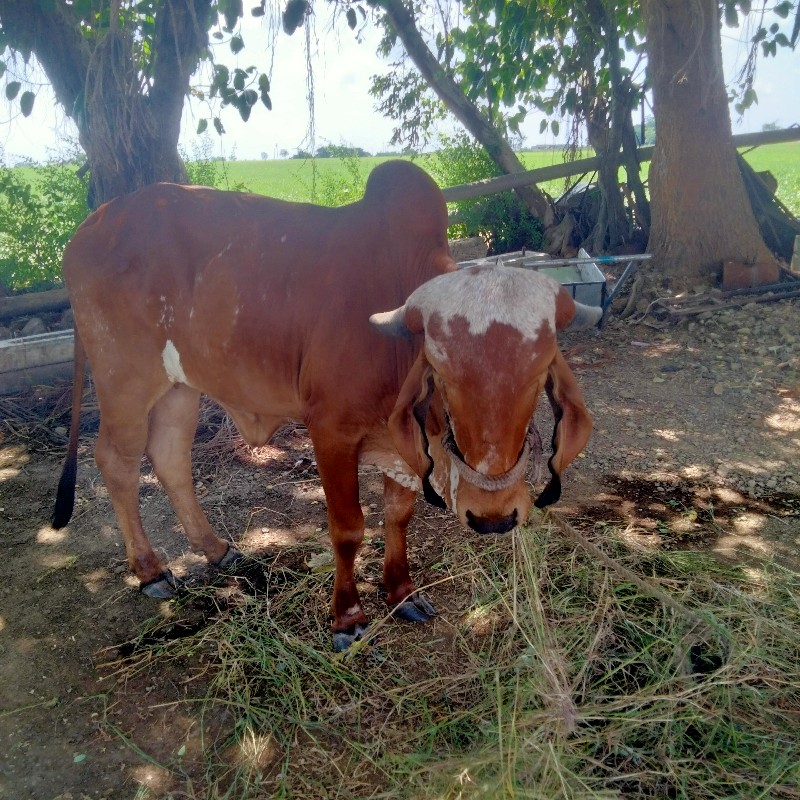 ગાય વેચવાનું છે