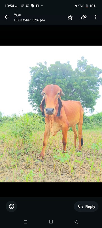 વસેરો કે વસેરી...