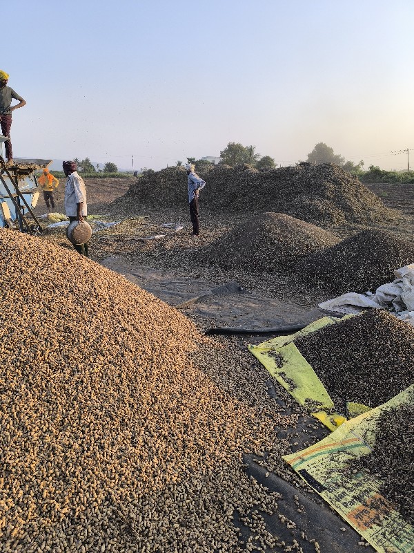 માંડવી નો ભુકો