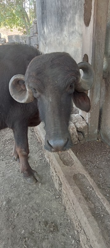 ખળેલી વેચવાની છ...