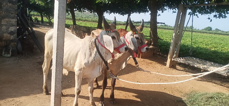 ગોઢલા વેસવાના છ...