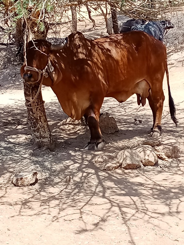 ખબલા