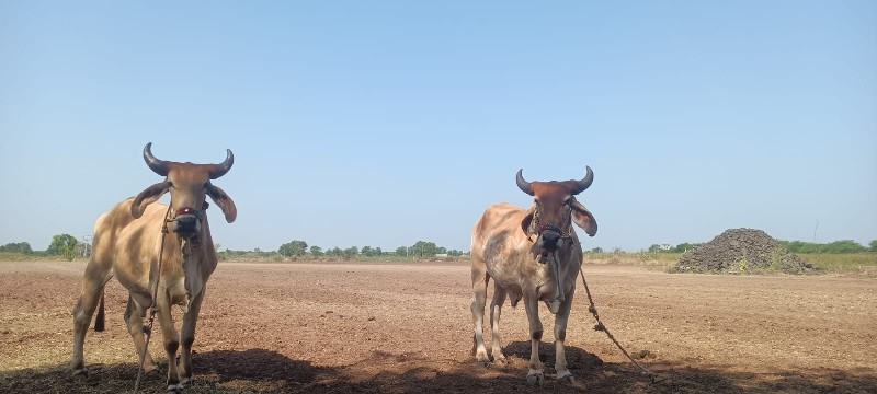 હાલતા બધાયમાં