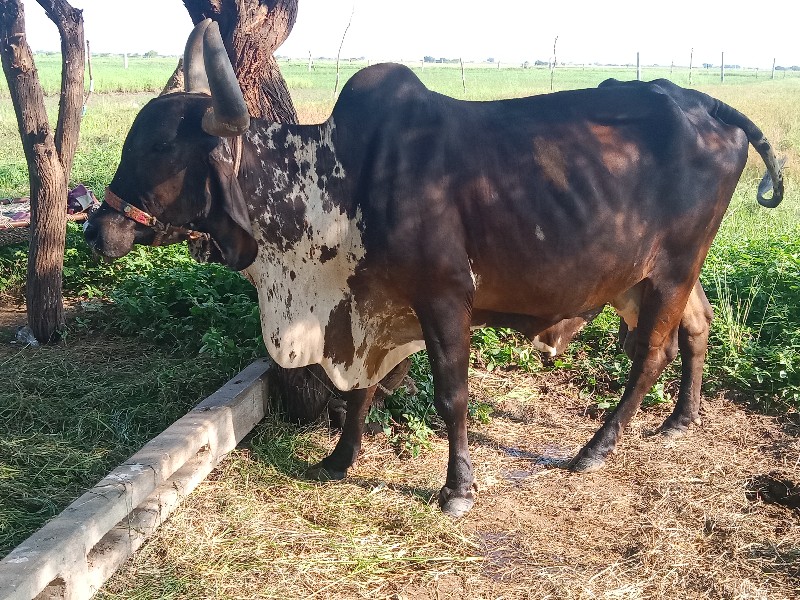 ગાય વેચવાની છે