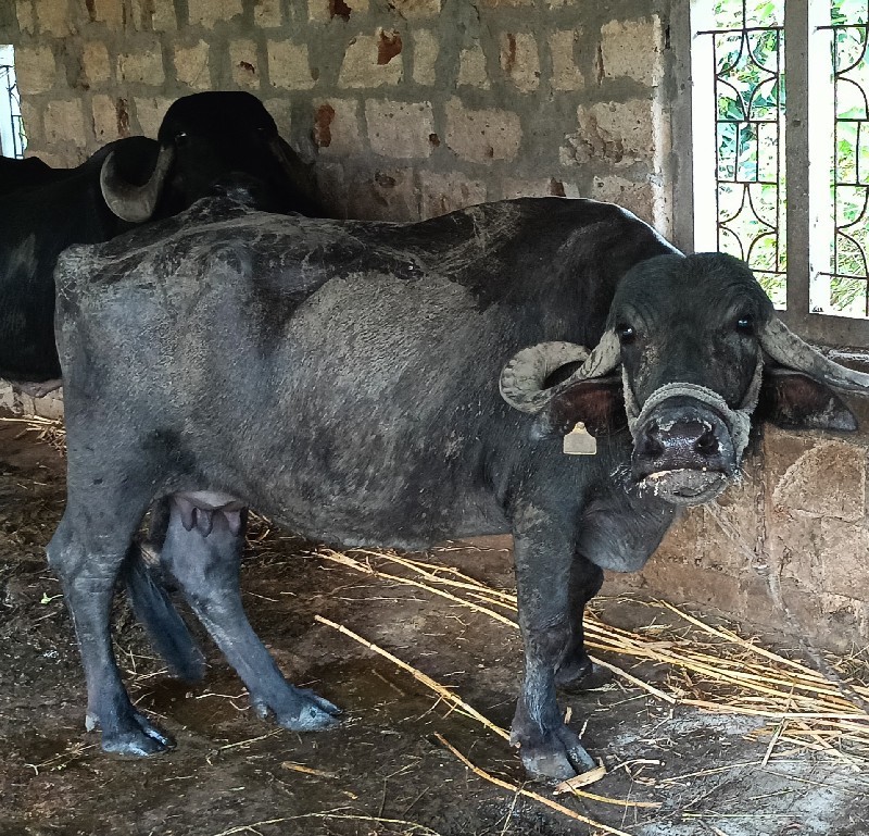 ભેંશ vesvani સે