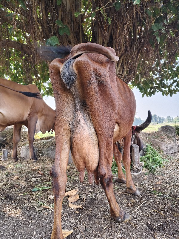 ગાય વેચવાની છે