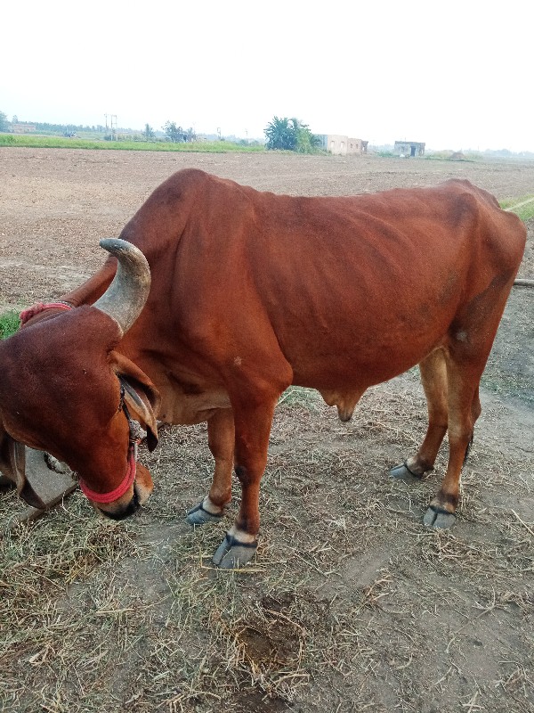 બળદ વેચવાનો છે