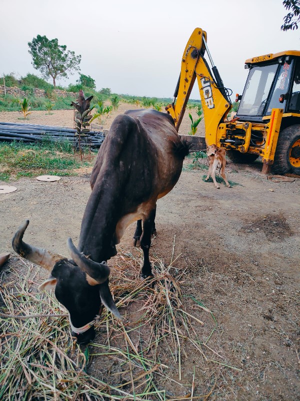 ગાય વેચવાની છે