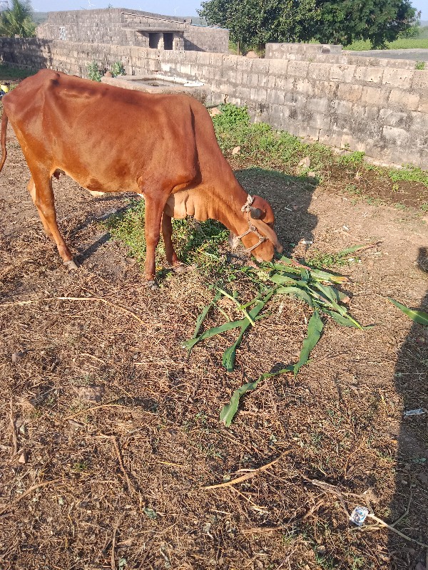 પહેલુ વેતર