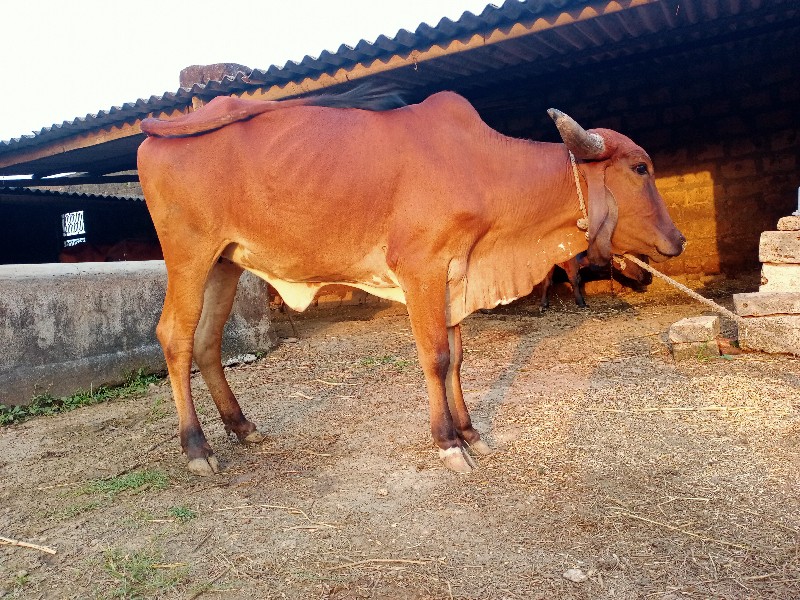 હોળકી વૈચવાની છ...