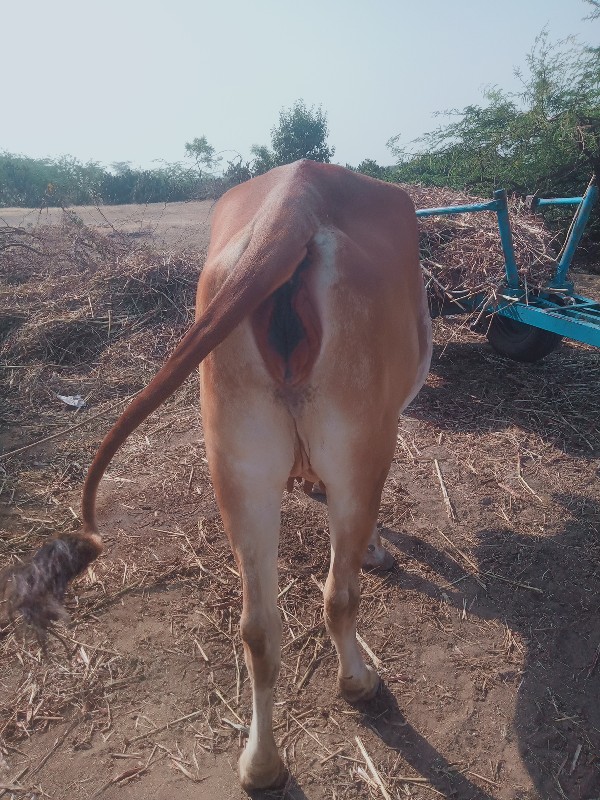 ગીર ગાય વેચવાની...