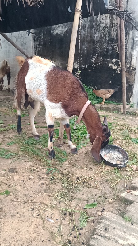 બકરી.વેચવાની.સે