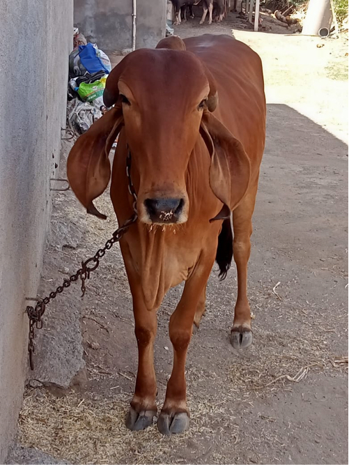 ઓરિજનલ ગીર વાછડ...