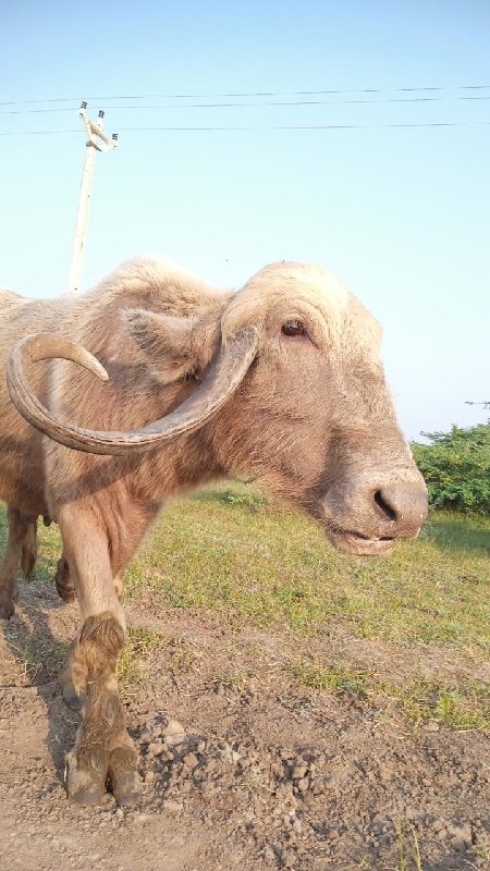 વેચવાનુ