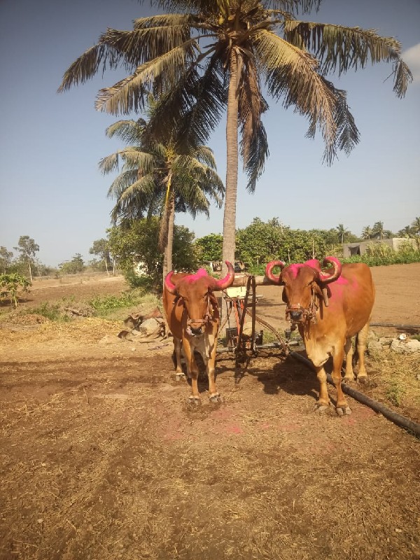 બળદ વેશવાનાનાછે