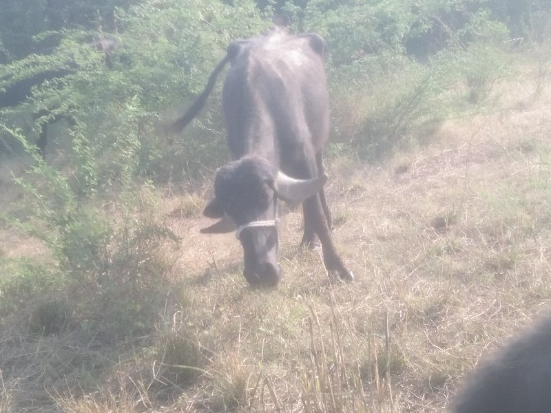 ખરેલુ વેસવાનુ સ...