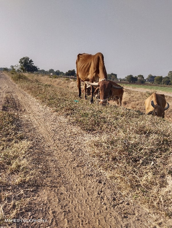 ગાય વસ્વનીસે