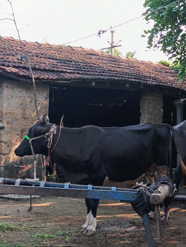 એ છબ ગાય વેચવાન...