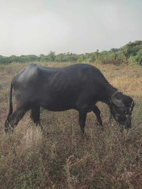 પેલું વેતર તાજી...