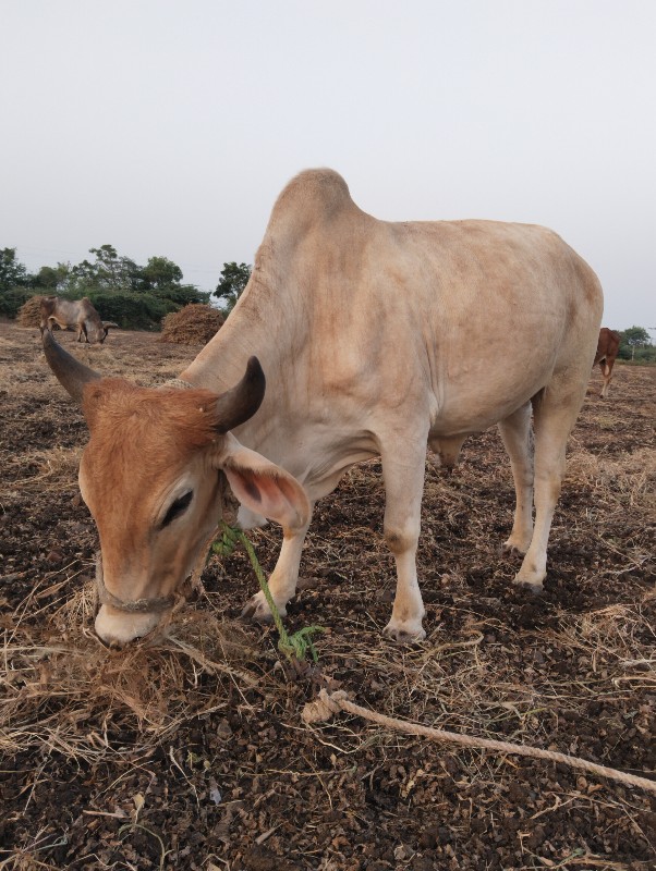 બળદ વેચવાના છે